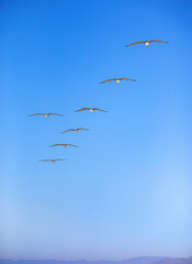 Pelicans overhead in formation over Ventura Beach. 