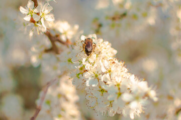 bumblebee on a branch
