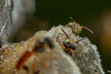 Going out of the nest 