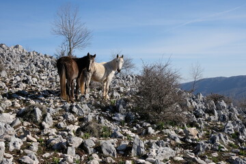 Wild horses at Monte Gennaro, Monti Lucretili Regional Park in Italy