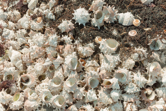 A pile of shells