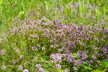 Obraz na płótnie Canvas Fresh Thyme Herbs Background on a Green Meadow .Healthy Concept 