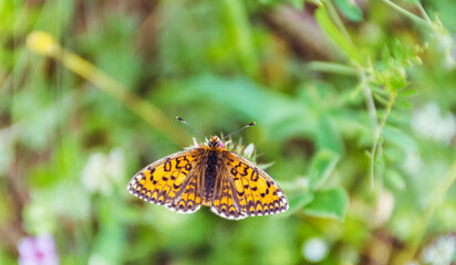 Beautiful Orange Butterfly on a Flower 