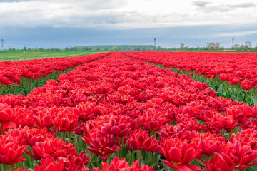 field of tulips
