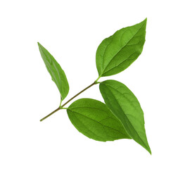 Obraz premium Leaves of jasmine plant on white background