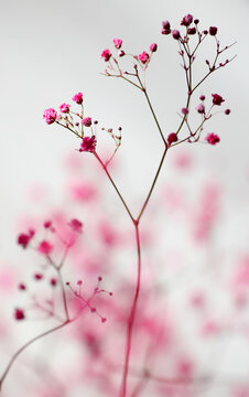 Painted gypsophila flowers