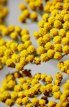 Yellow flower in bouquet