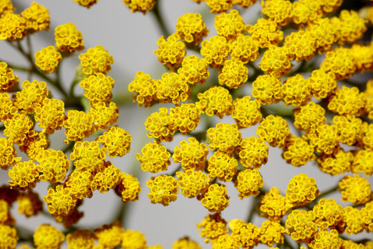 Tiny flowers on grey backdrop