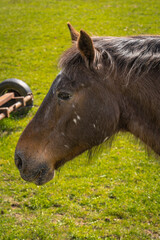 Portrait of brown horse with white spots in the meadow