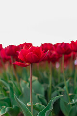 red tulips