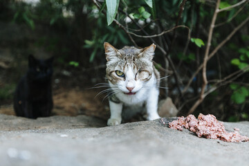 Stray cat being fed