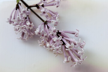 Miniature lilac (Syringa meyeri 'Palibin') branch with small flowers.