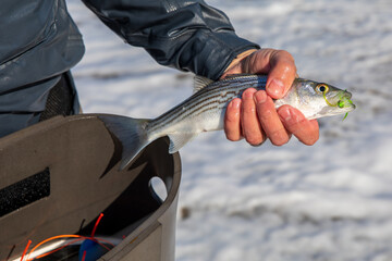 Fly fishing