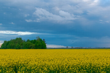 rapeseed field