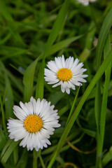 Bellis perennis, the daisy flower © Marek Durajczyk