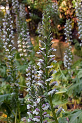 Acanthus mollis bears breeches plants with flowers. Springtime nature.