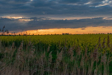 sunset over the rapefield