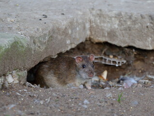 Wild rat peek out from a hole under a concrete slab