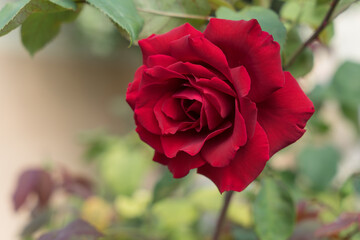 beautiful red rose blossom in the garden and blurred background