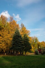 Naklejka premium Autumn trees in the park