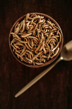 dried molitor worms
