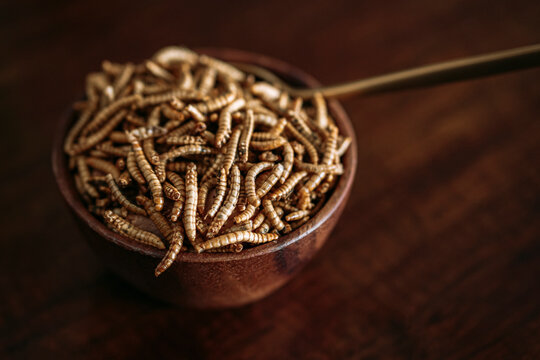 dried molitor worms