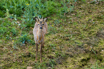Roe buck in the wild