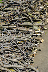 Small branches are tied in bundles and laid on gray concrete floor. Use of white plastic twine for binding firewood. Close-up. Selective focus.