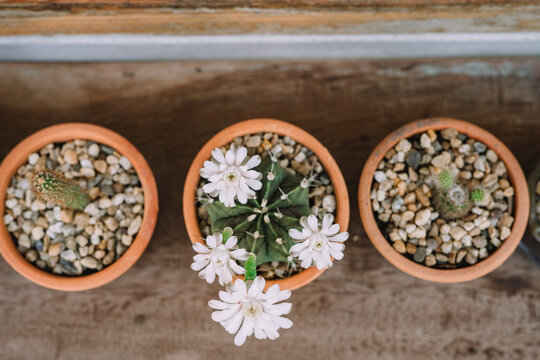 Cactus flowers