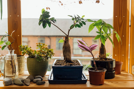 Home Office Growing Plants 