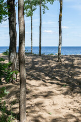 Wild beach with trees growing on the sand. Vertical image.