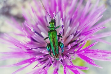 grasshopper on flower