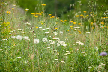 white with yellow flowers in nature
