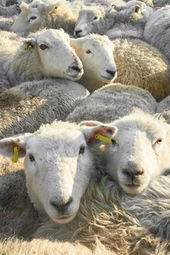 Ireland sheep
