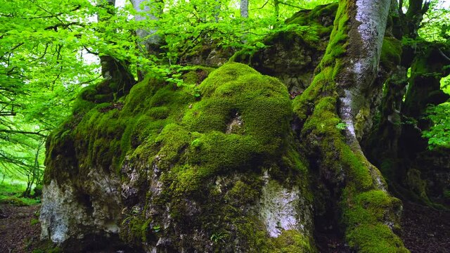 Spring landscape in the Sierra de Entzia. Alava province. Basque Country, Spain, Europe