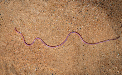 Fototapeta na wymiar smallest snake in the world 
