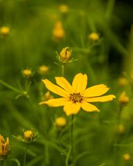 fleur jaune en bouton