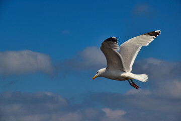 Möwe mit Flug vor dem Himmel 