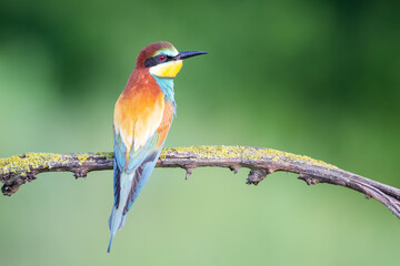 European bee-eater natural close up portrait