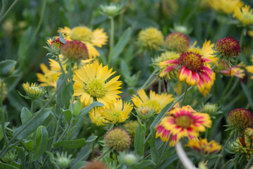 dandelions in the field