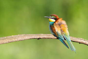 European bee-eater natural classic portrait on blurred background
