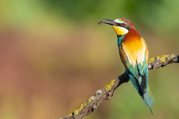 European bee-eater natural classic portrait with bee in the beak