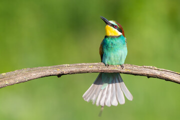 European bee-eater natural classic portrait 