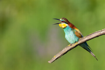 Funny paradise bird bee eater birdwatching close up portrait