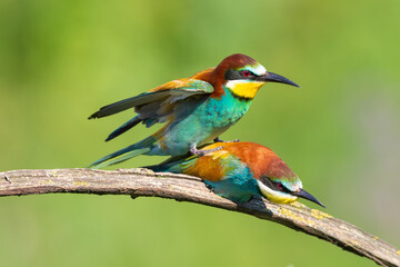 European bee eater couple breeding close up ornithology reproduction