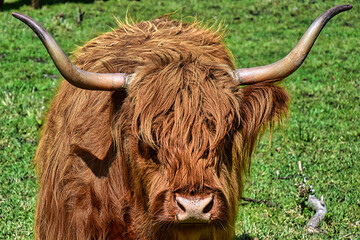 Schottisches highland Rind auf der Weide 