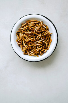 Close up of dried molitor worms