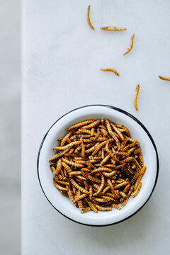 Close up of dried molitor worms