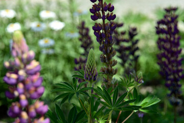 Lupin, or wolf bob lat. Lupinus is a genus of plants in the Legume family Fabaceae. It is represented by annual and perennial herbaceous plants, semi-shrubs, semi-shrubs, shrubs.