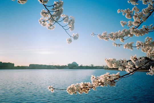 Jefferson Memorial framed by cherry blossoms